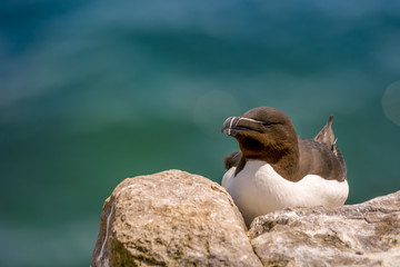 Wild Atlantic Way Ireland animal life wildlife fauna bird wings razorbill 