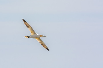 Wild Atlantic Way Ireland animal life wildlife fauna bird wings gannet yellow colony family flight