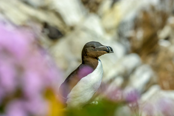 Wild Atlantic Way Ireland animal life wildlife fauna bird wings razorbill 