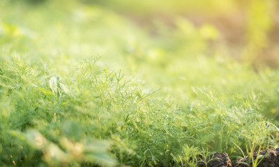Close up of green leaf view of nature in organic vegetable farm with sunlight. Natural green plants landscape