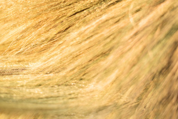 Abstract Natural dry grass yellow and orange color background ,use for background backdrop