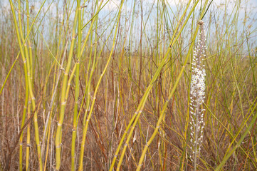 The Squill blossoms and heralds the coming of autumn