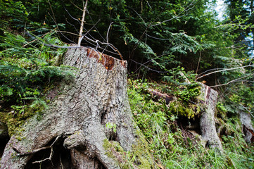 Old tree stump in woodland, covered with moss and grass at Carpathian mountains.