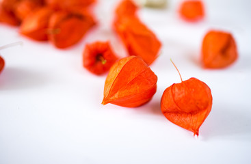 red physalis in vase on white background