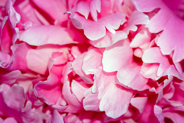 pink flower petals close up