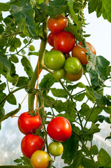 delicious and red tomatoes in a greenhouse