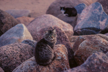 tabby young kitten with bright green eyes