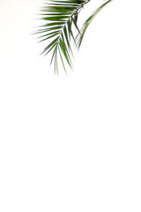 isolated green palm branch from above on white background. minimal plant concept, free space, place for text