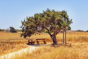 lonely tree with a spreading crown and a pair of benches under it in the field