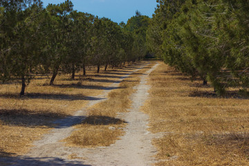 dirt road in the coniferous forest