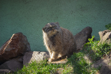 manul is sitting in the light of the sun