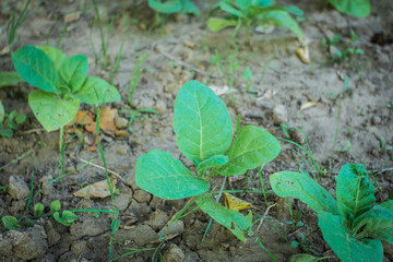 growing tobacco green tobacco in the field