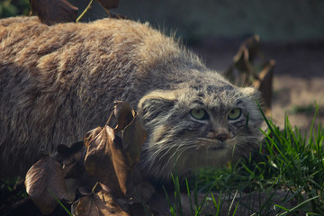 closeup photo of manul in the grass