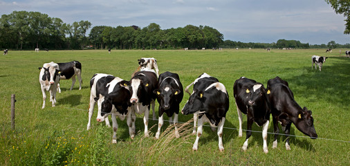 Naklejka na ściany i meble Cows in Dutch meadows. Farming. Agriculture. Netherlands