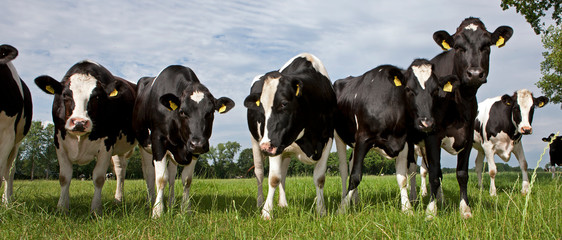 Cows  in Dutch meadows. Farming. Agriculture. Netherlands © A