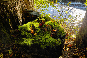 Stump with moss in the forest by the lake