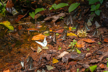 A group of butterflies eat food in the forest beside Lamtakong river in Khao Yai National Park