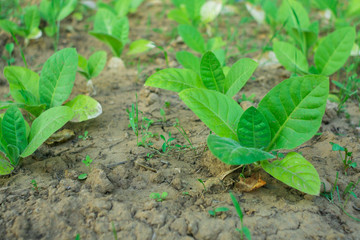 growing tobacco green tobacco in the field