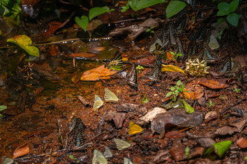 A group of butterflies eat food in the forest beside Lamtakong river in Khao Yai National Park