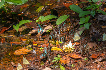 A group of butterflies eat food in the forest beside Lamtakong river in Khao Yai National Park
