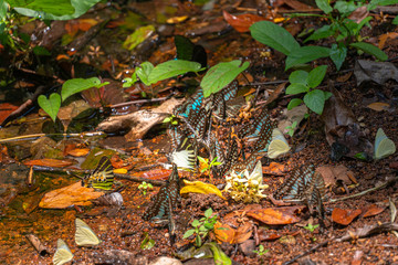 A group of butterflies eat food in the forest beside Lamtakong river in Khao Yai National Park