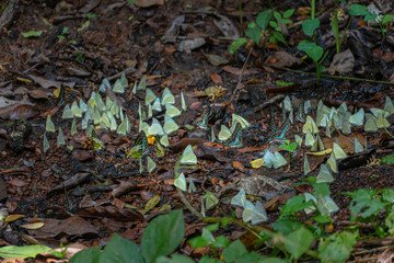 A group of butterflies eat food in the forest beside Lamtakong river in Khao Yai National Park