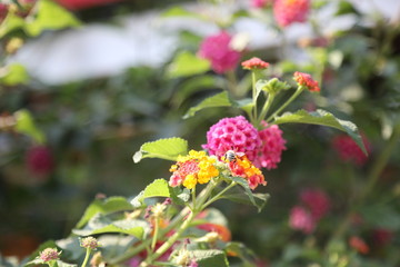 flowers in fields and parks