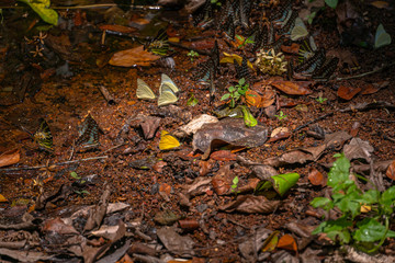 A group of butterflies eat food in the forest beside Lamtakong river in Khao Yai National Park