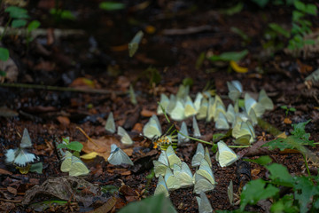 A group of butterflies eat food in the forest beside Lamtakong river in Khao Yai National Park