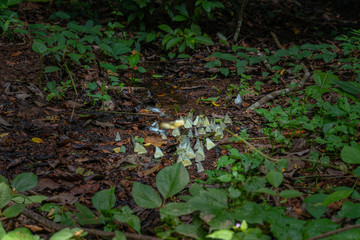 A group of butterflies eat food in the forest beside Lamtakong river in Khao Yai National Park