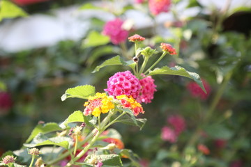 flowers in fields and parks