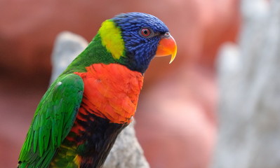 Portrait of a small colorful parrot sitting on a branch. Tropical bird, lory family. Red, blue, yellow and green colors. Close up view of the animal with a blur background. Multicolored feathers.