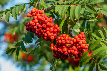 Rowan branches with bunches of red ripe berries. Close-up on a background of green leaves.