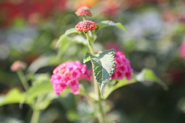 flowers in fields and parks