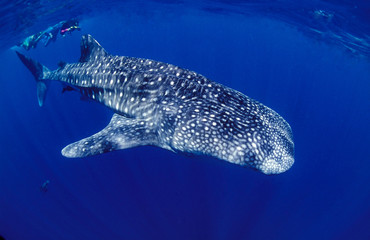 Whale shark with divers, it is a large fish in the sea and normally found in open waters of the tropical oceans.