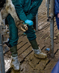 Cutting claws of a cow in a stable. Clawcutting. Farming. Cattle breeding.