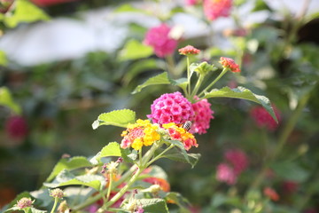 flowers in fields and parks