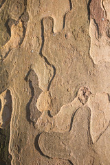 Textura de corteza de árbol