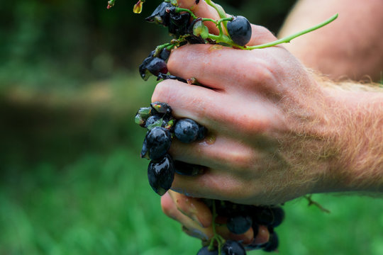 crushed grapes in the hands of a farmer. making homemade wine in autumn