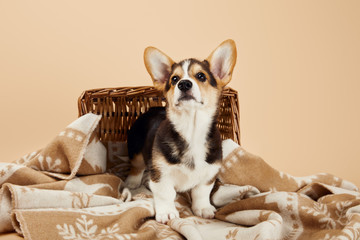 fluffy welsh corgi puppy on blanket near wicker basket isolated on beige