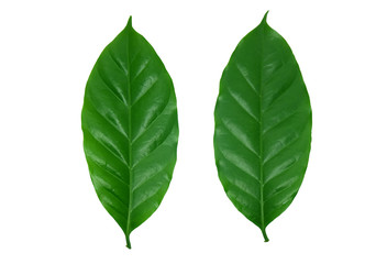 isolated​ coffee​ leaves​ on​ white​ background.​ isolated​ green​ leaves​ on​ white​ background.