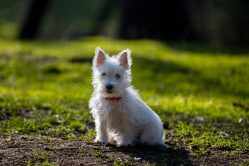 Adorable little West Highland white terrier dog playing in the park