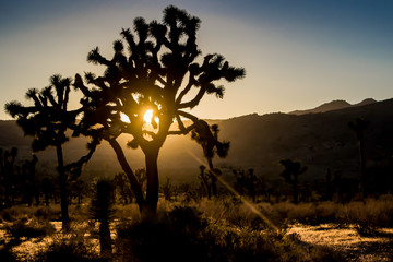 Trees in silhouette during sunset, at Joshua Tree National Park, California, USA. 