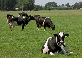 Cows grazing  in Dutch meadow Netherlands