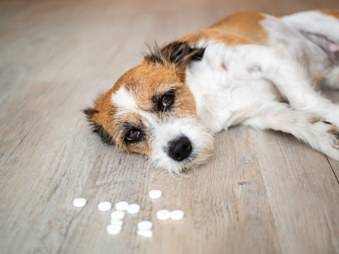 The Step-by-Step Guide: How to Make a Dog Vomit Safely in Emergency Situations Poison Emergency? Learn How to Make Your Dog Vomit Safely. Follow our step-by-step guide to protect your furry friend. Act now, click for details!
