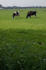 Cows grazing  in Dutch meadow Netherlands