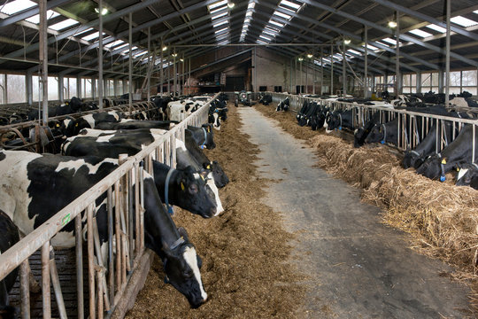 Cow at modern Dutch stable eating roughage. Farming. At Tthe farm. Catle breeding. Dairy cows. Feed gate. Netherlands.