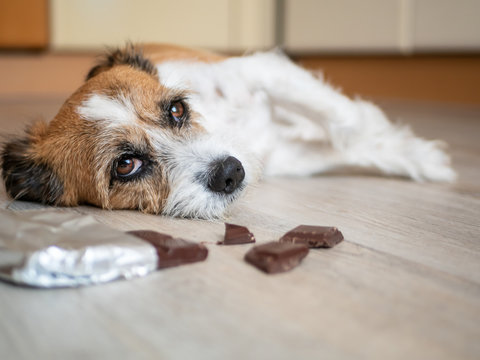 Kleiner Terrier Hund mit Schokolade am Boden liegend, Bauchschmerzen, Vergiftung