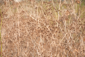 Wild Fennel