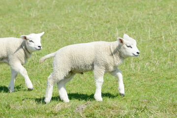Obraz premium two white sheep lambs running on pasture